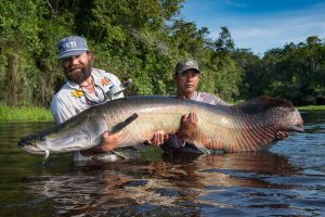 pesca_arapaima